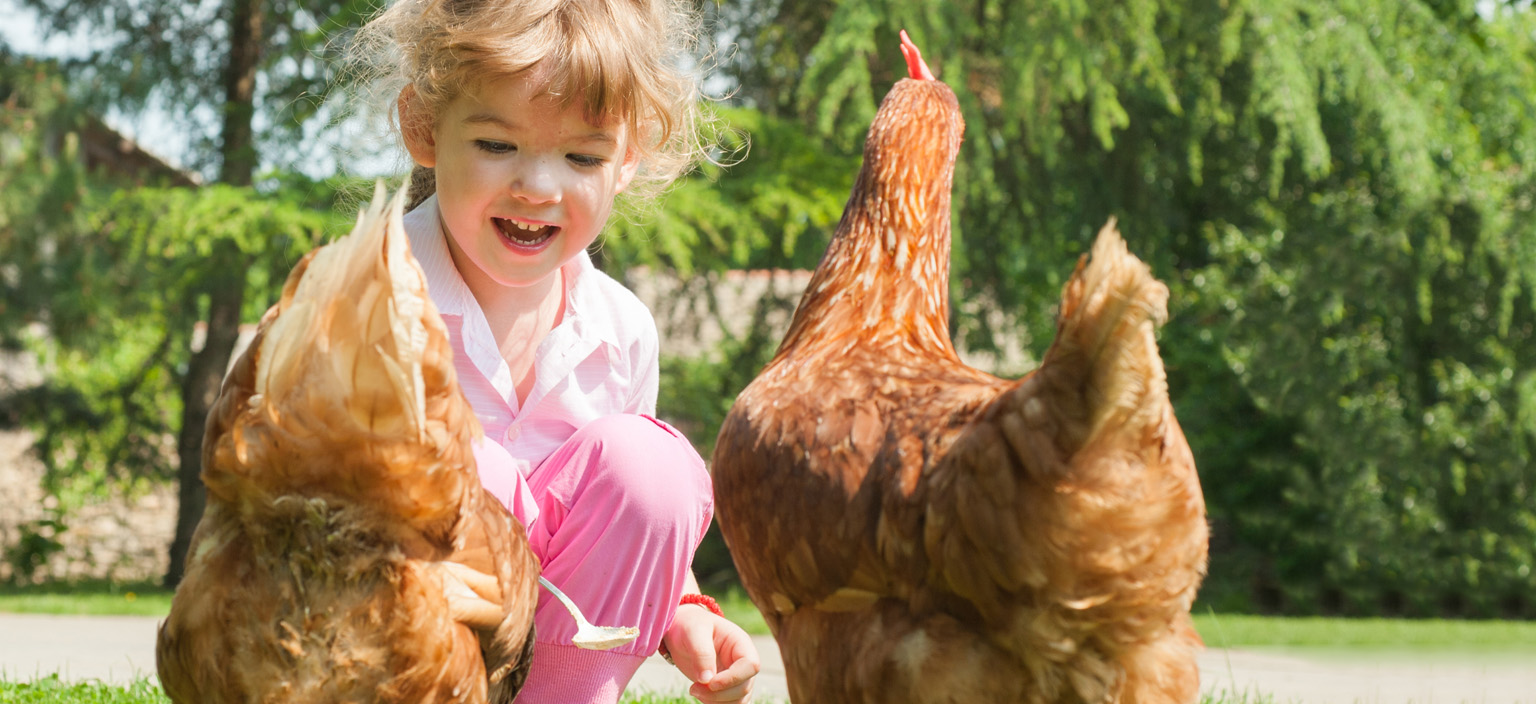 chickens-workshopwebtile-2.jpg