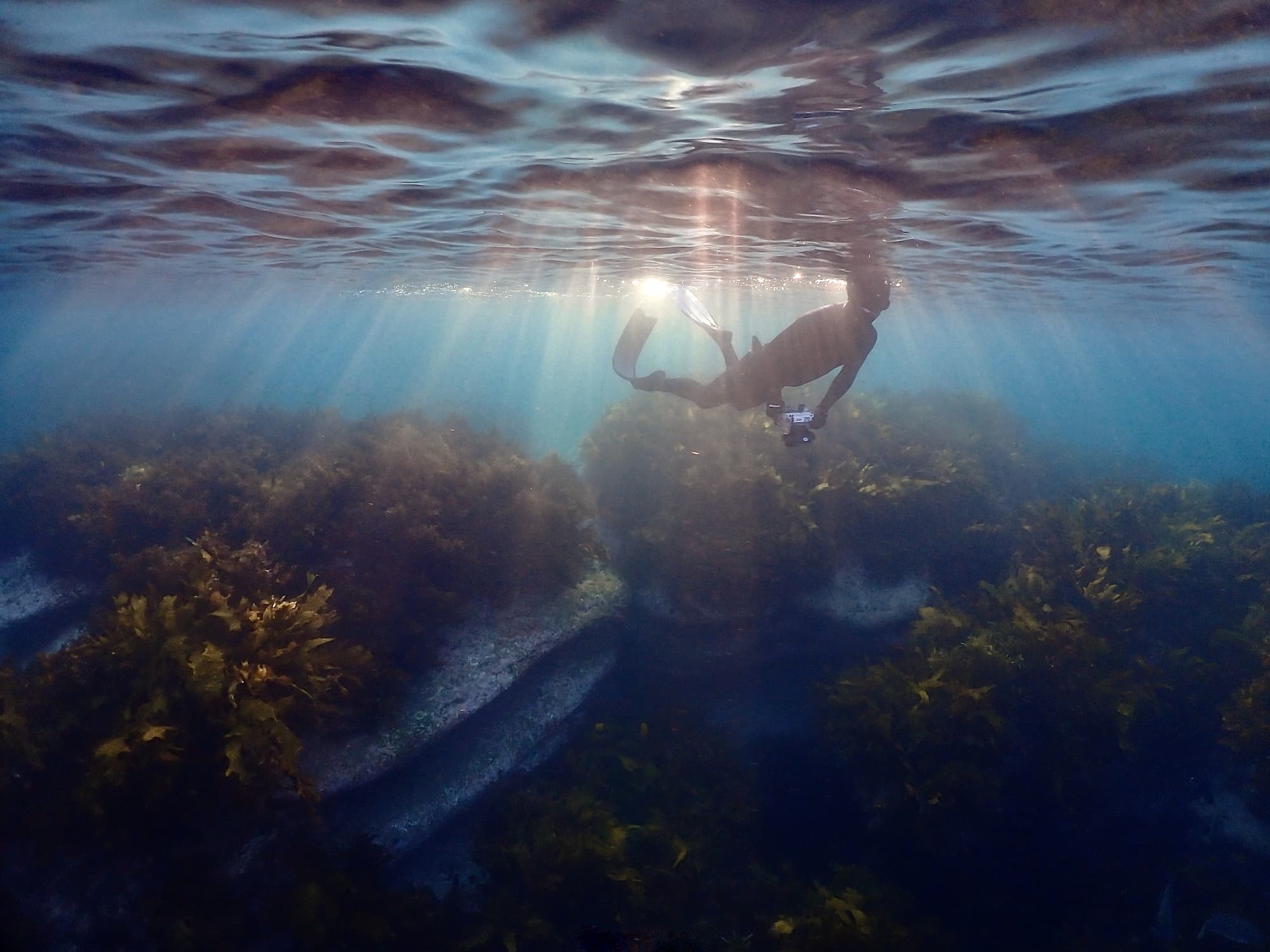 Underwater Seascapes wide angle winner