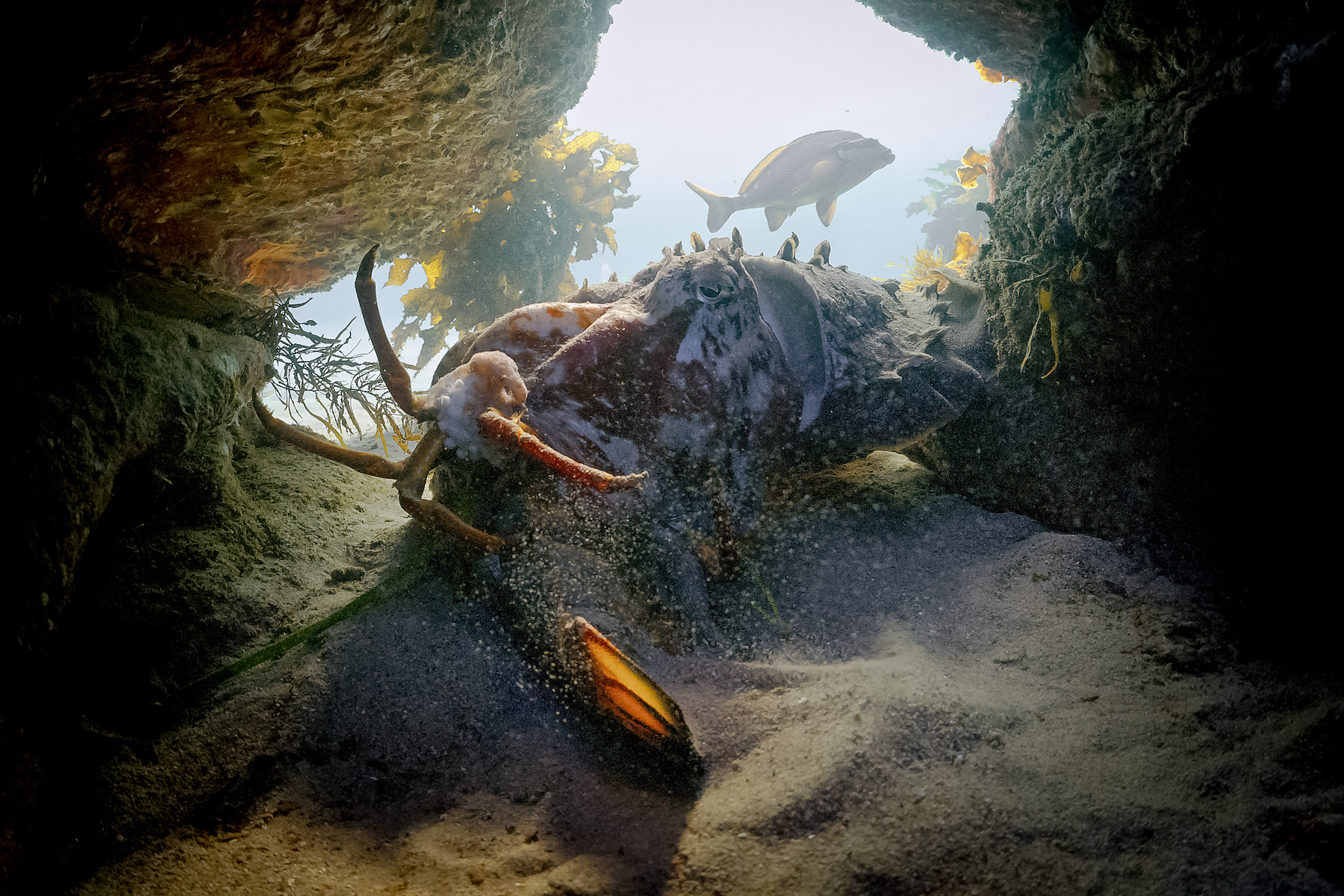 A giant cuttlefish eating a lobster