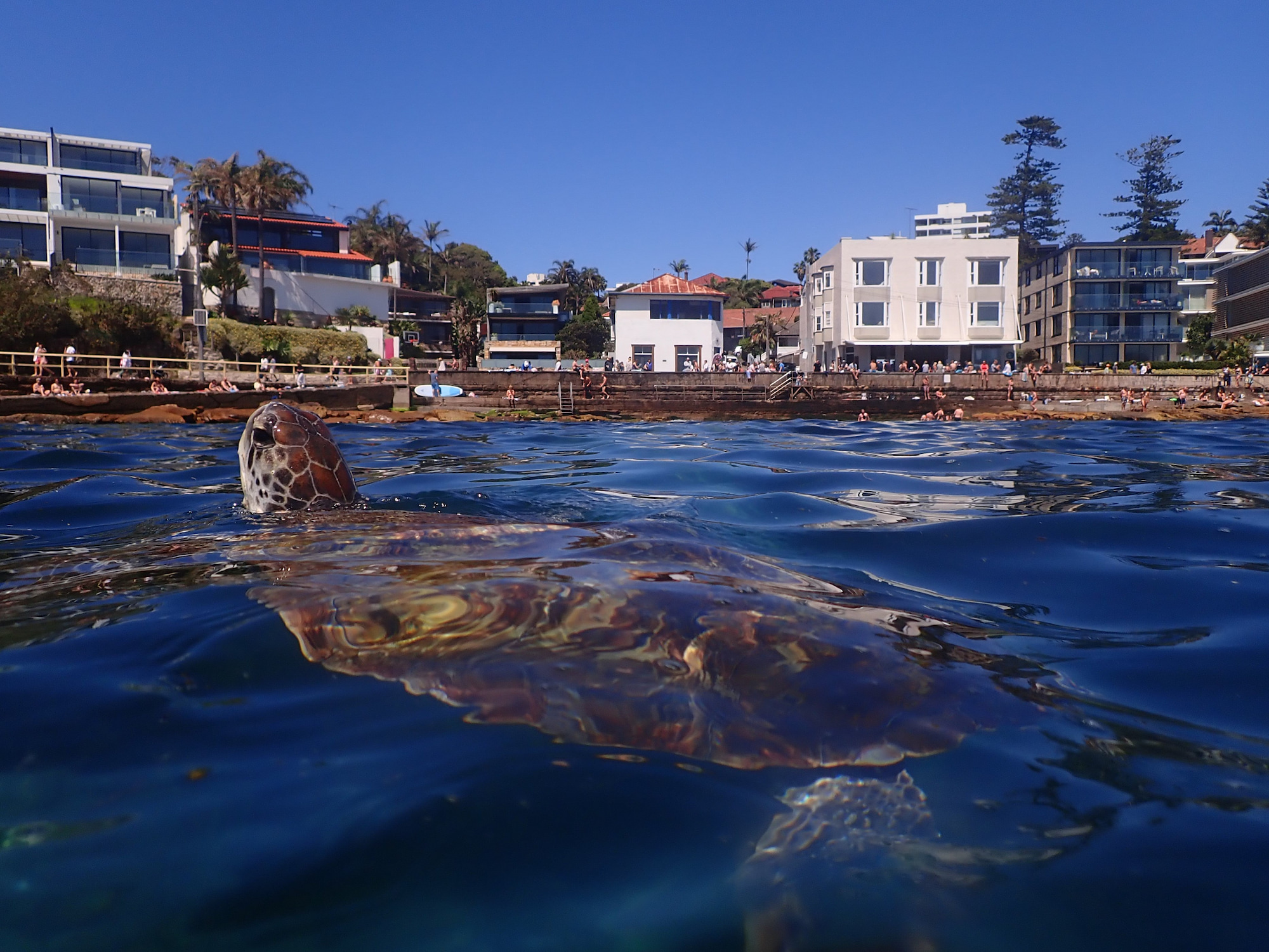A turtle surfacing out the water