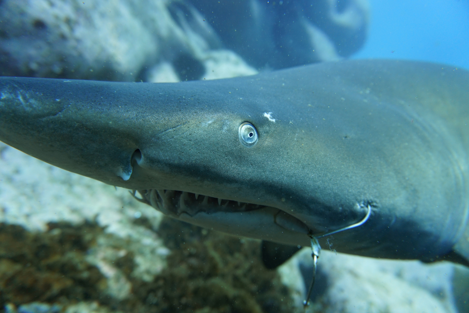 Grey nurse shark