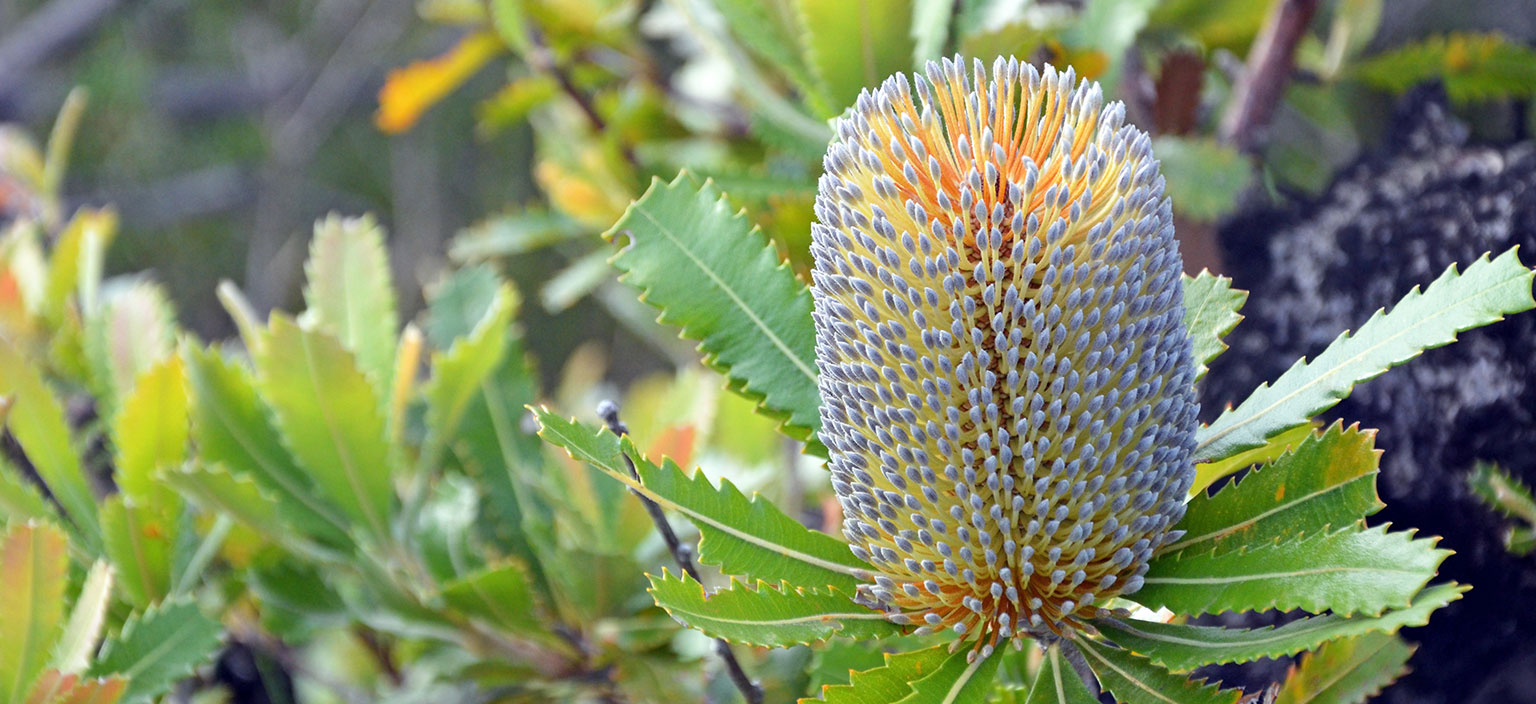 old-man-banksia-webtile.jpg