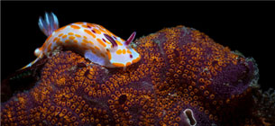 Underwater Photo Competition winner 2024