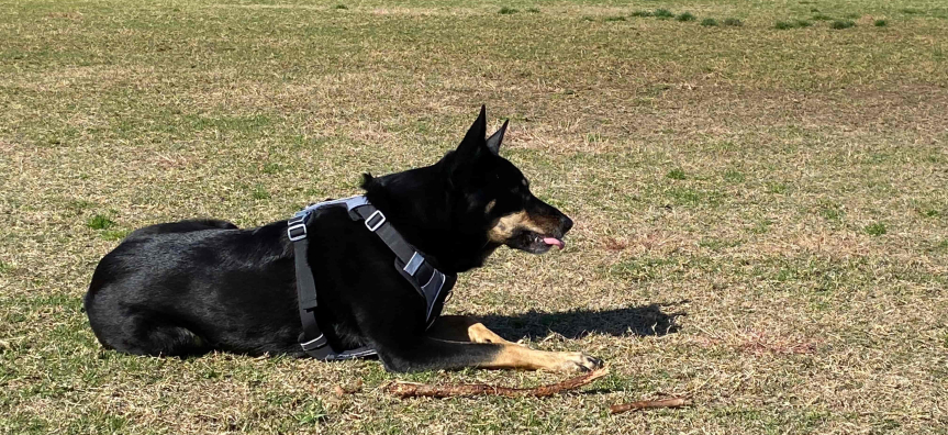 Black dog sitting on the grass 