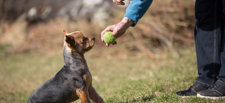 Dog waiting for ball from owner