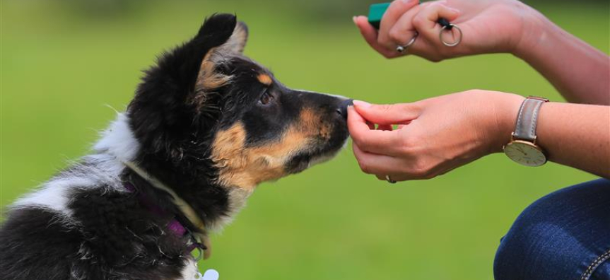 Tri coloured puppy training on grassy field
