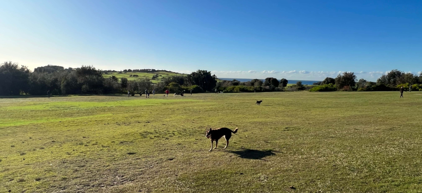 View across Griffith park dog area - people and dogs