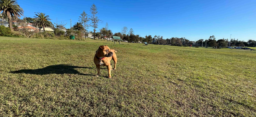light brown dog looking over Griffith park dog area