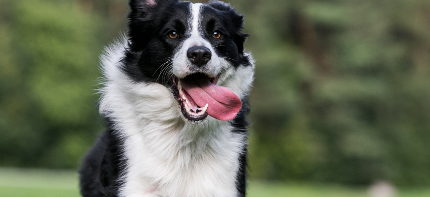 black and white border collie running towards camera