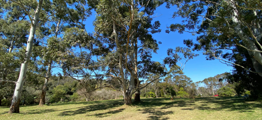Park with grass and trees