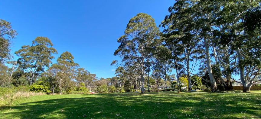 Park with grass and trees