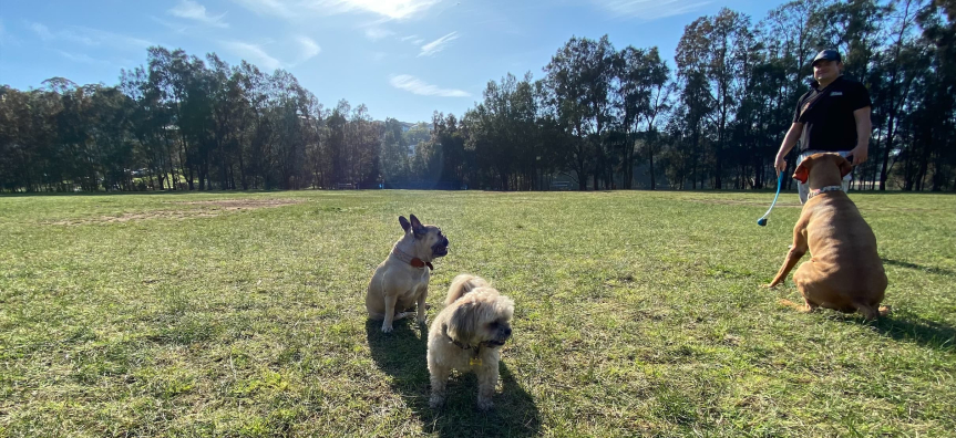 Three dogs and a man at park