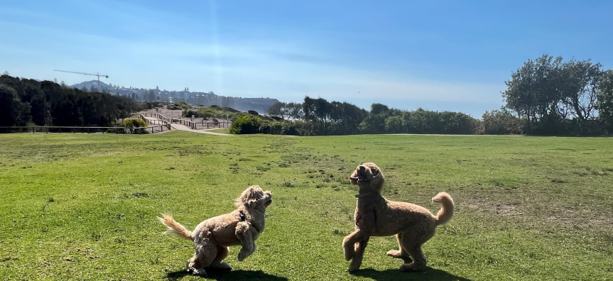 two dogs playing on grassy headland 
