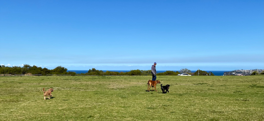 dogs and human on grass