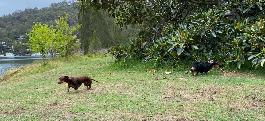 two sausage dogs on grass
