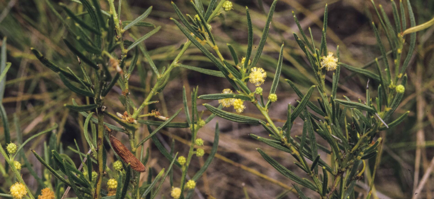 Acacia-bynoeana-2.jpg