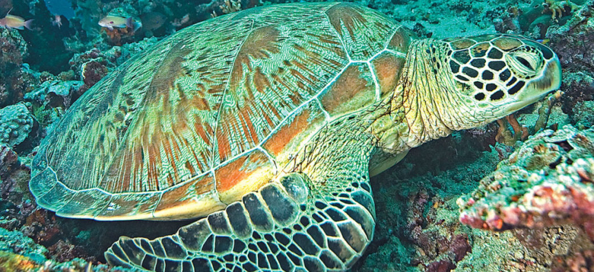 greenseaturtle2-1050x700.jpg