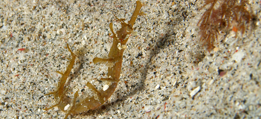 Hairy-Pipefish.jpg