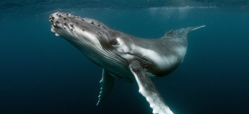 humpback.jpg