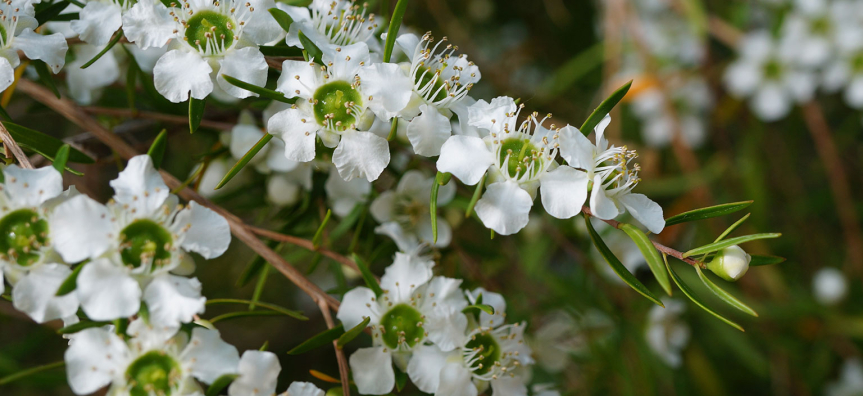 leptospermum-polygalifolium-webtile.jpg