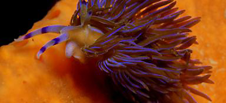 nudibranch.jpg