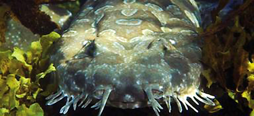 Spotted-Wobbegong.jpg