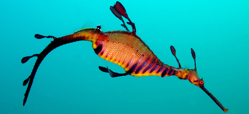 Weedy-Seadragon.jpg