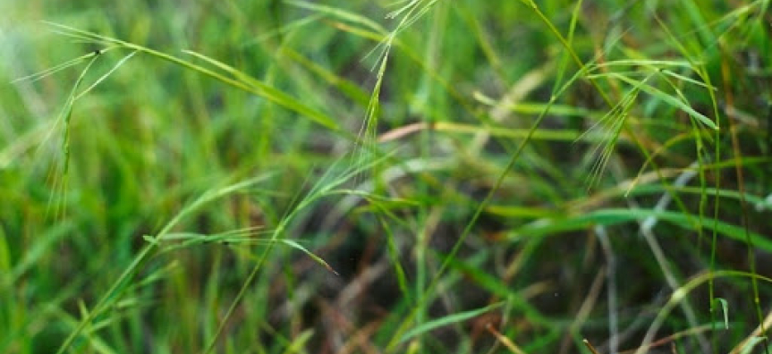 Microleana_stipoides.jpg