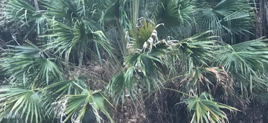 Cabbage_Tree_Palm.jpg