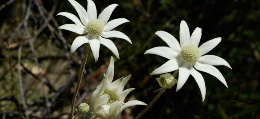 Flannel Flower
