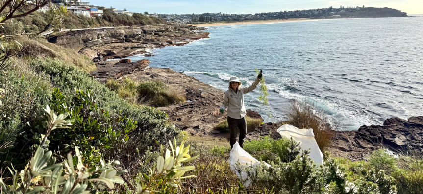 A volunteer holds up a weed in front of the ocean at Curl Curl