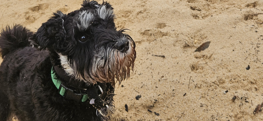 Wet dog on sand