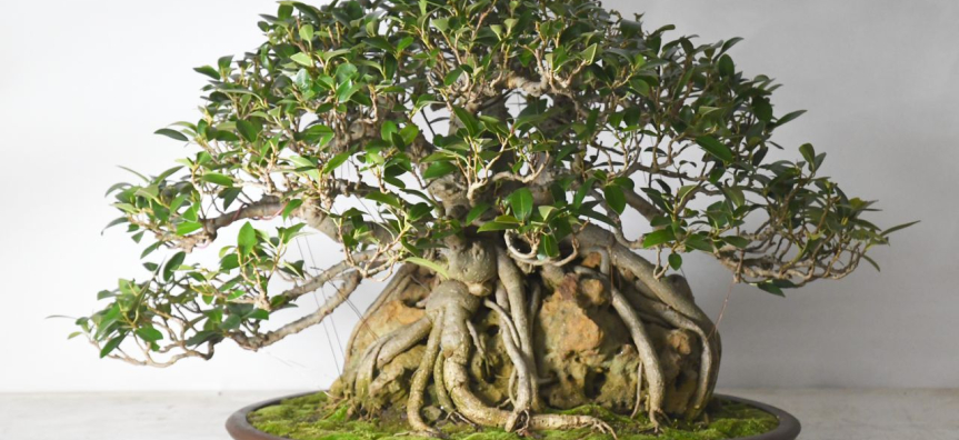 Michael Kempson, Ficus rubiginosa 37 - restyled August 2025.jpg