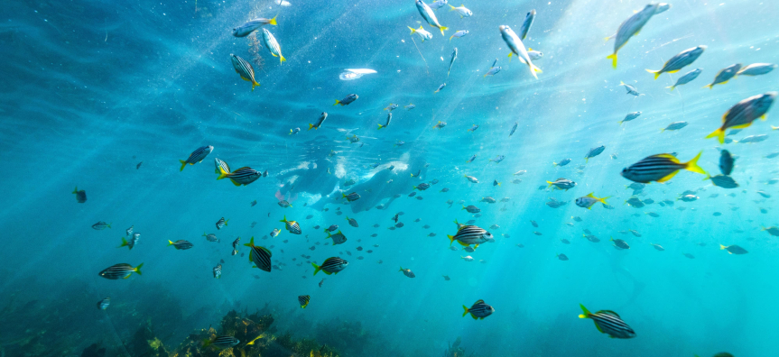 Snorkelling with Fish Cabbage Tree Bay
