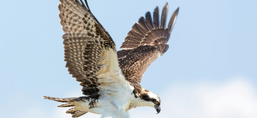 Image of a flying osprey