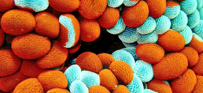 © Alexander Gunter Wandering Sea Anemone