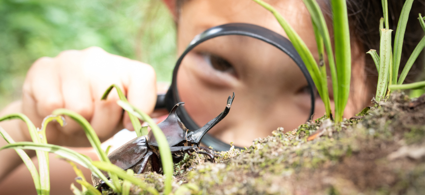 Child looking at a beetle with a magnifying glass