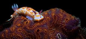 Underwater photo of a Clown Doris Nudibranch and Ascidian