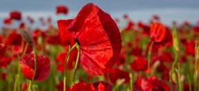 A field of red poppies