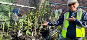Volunteer propagating Tree Planting