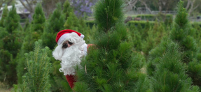 Man in santa costume at Christmas tree farm, Terrey Hills